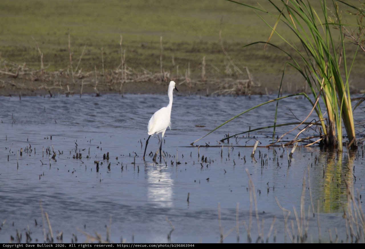 Great Egret Wading in Flooded Rice Field