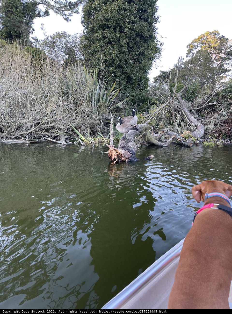 Swimming with a Stick