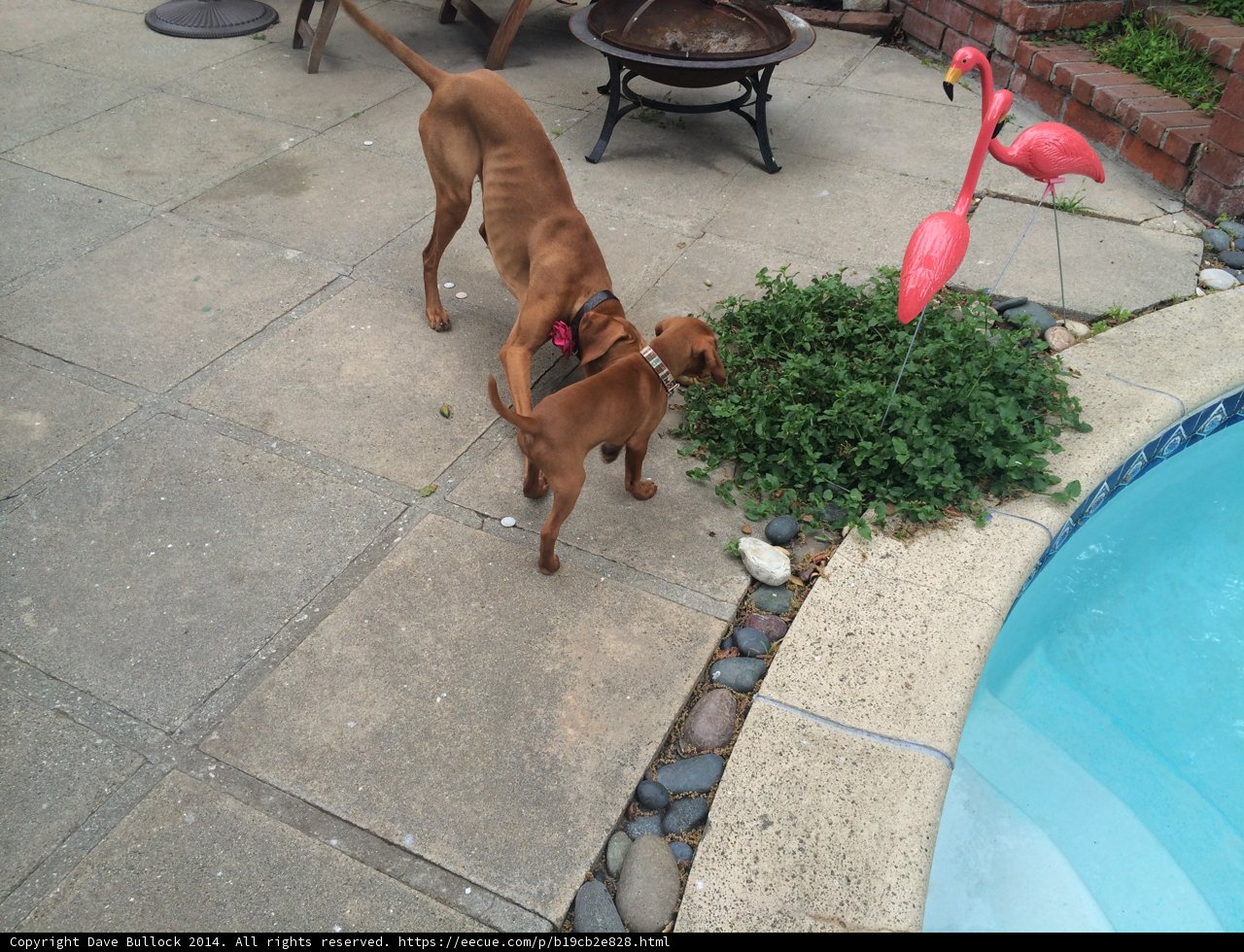 Paws and Flamingos in the Pool
