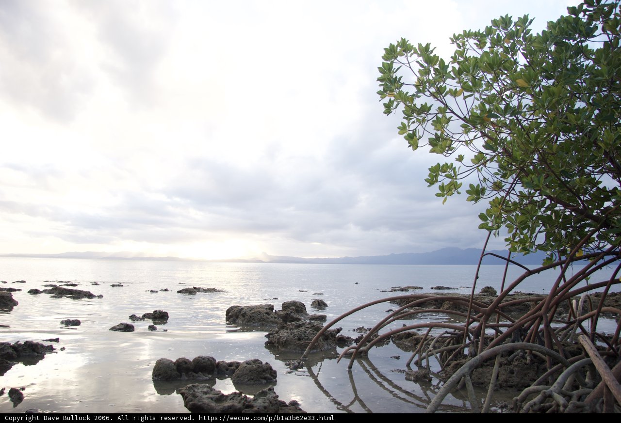 Reflections of a Mangrove Tree