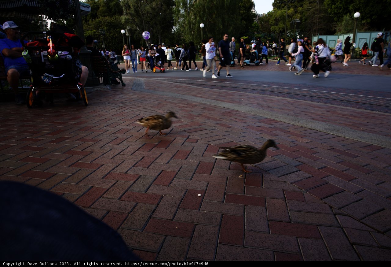 Serene Moments at Disneyland