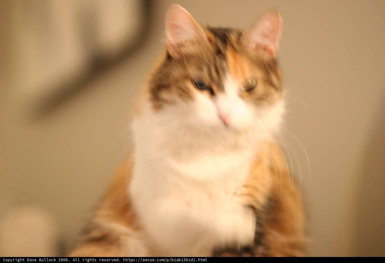 The Purrfect Pose