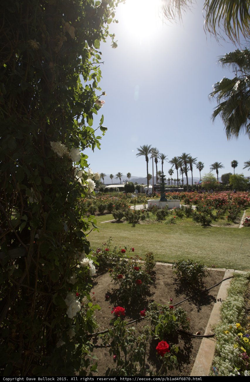 Summer Garden Oasis