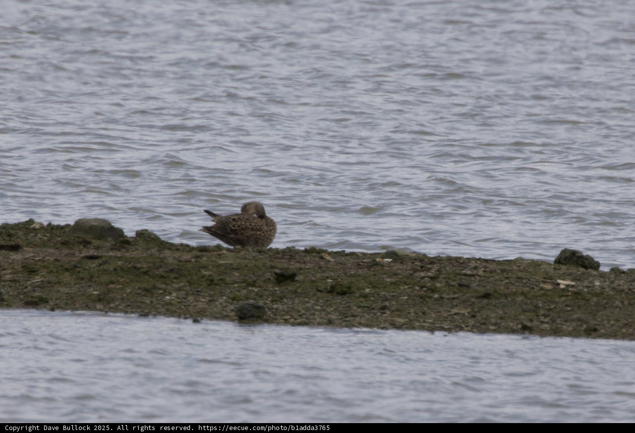 Tranquil Moment by the Shore