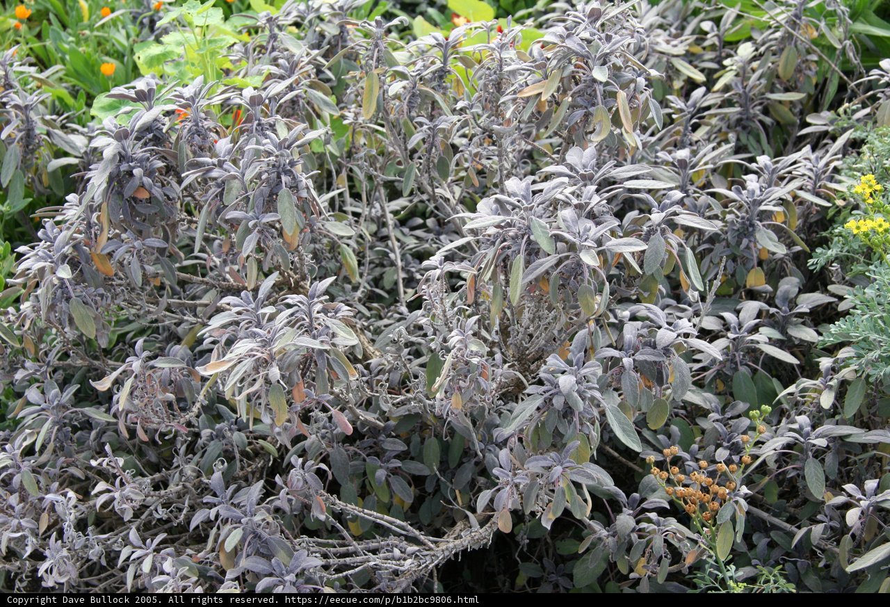 A Vibrant Display of Herbal Foliage and Flowers