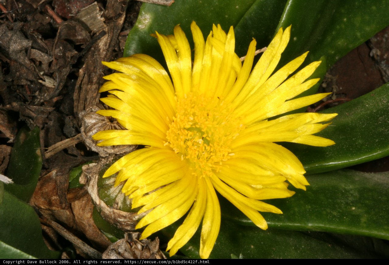 A Burst of Yellow
