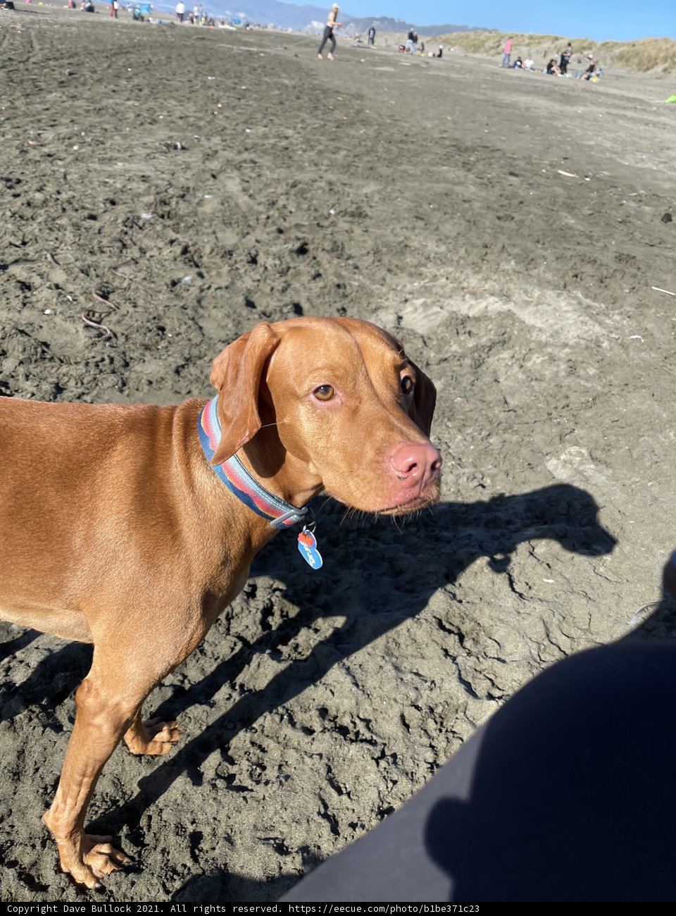 Beach Buddy