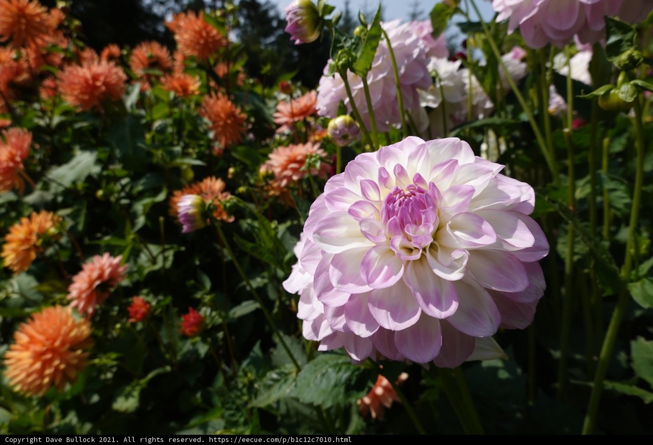 Beautiful Dahlia in Fort Bragg, CA Field