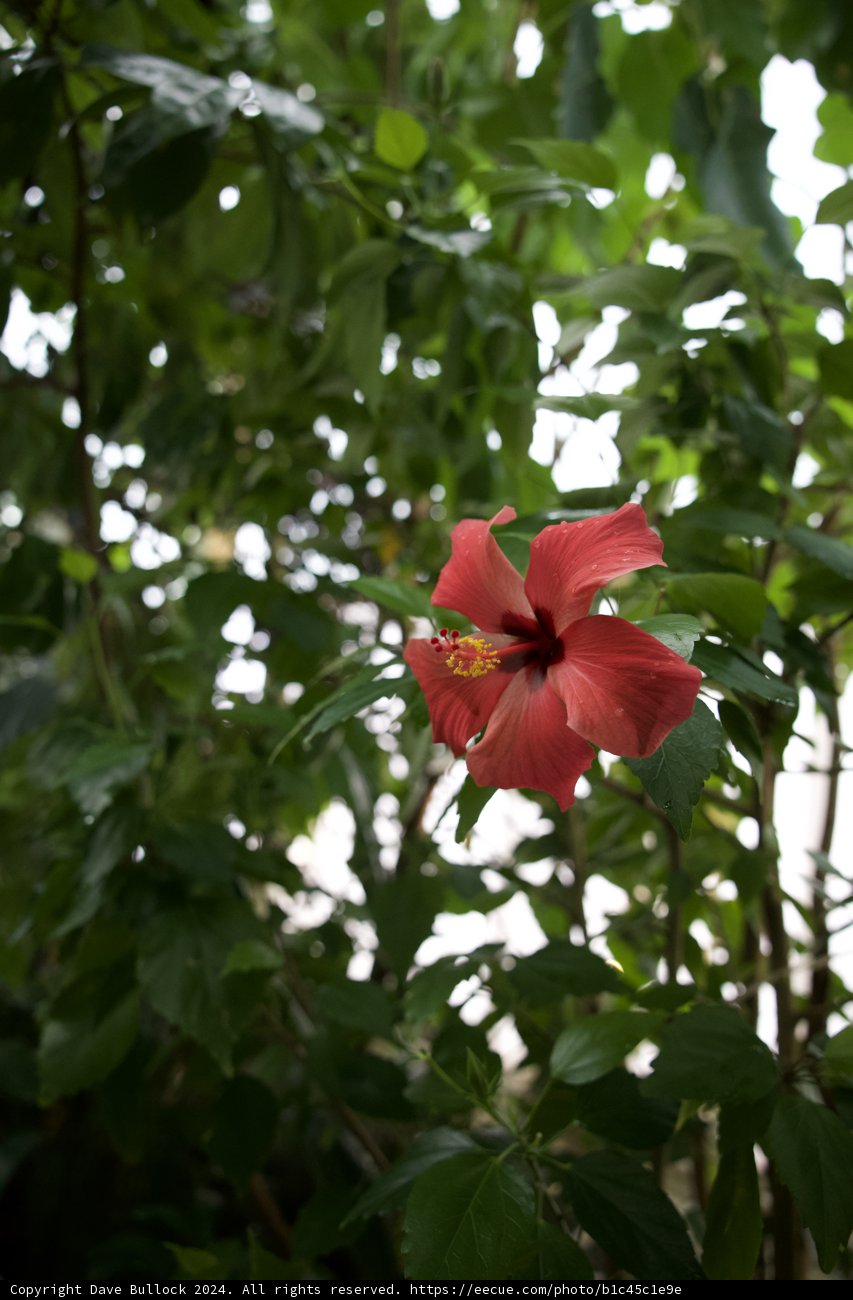 Floral Brilliance in the Heart of the Arboreal