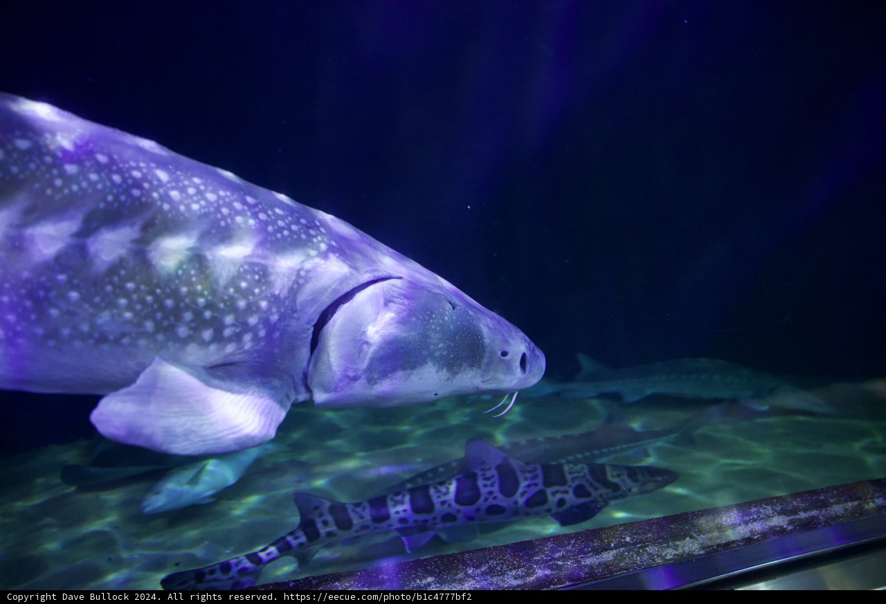 Majestic Life Underwater