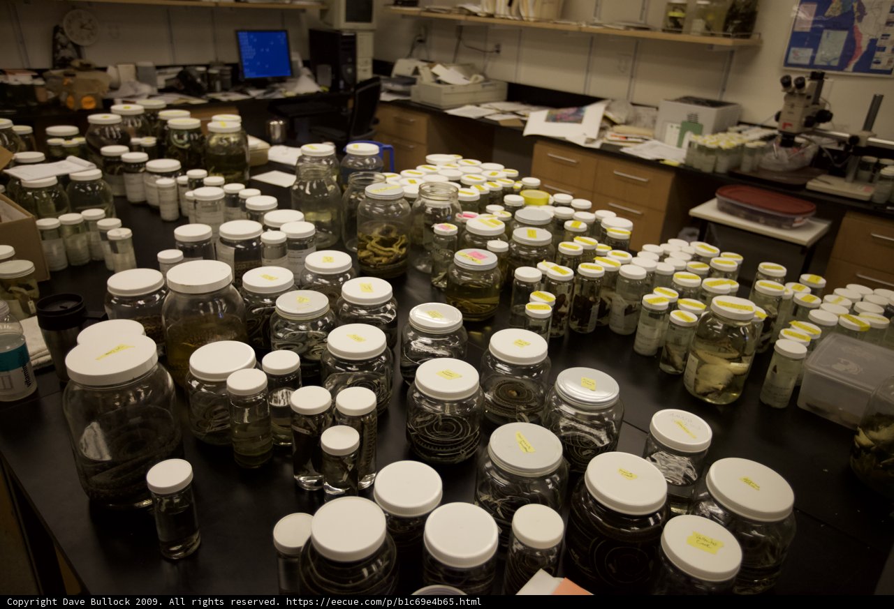 A Green Wonderland in the Lab