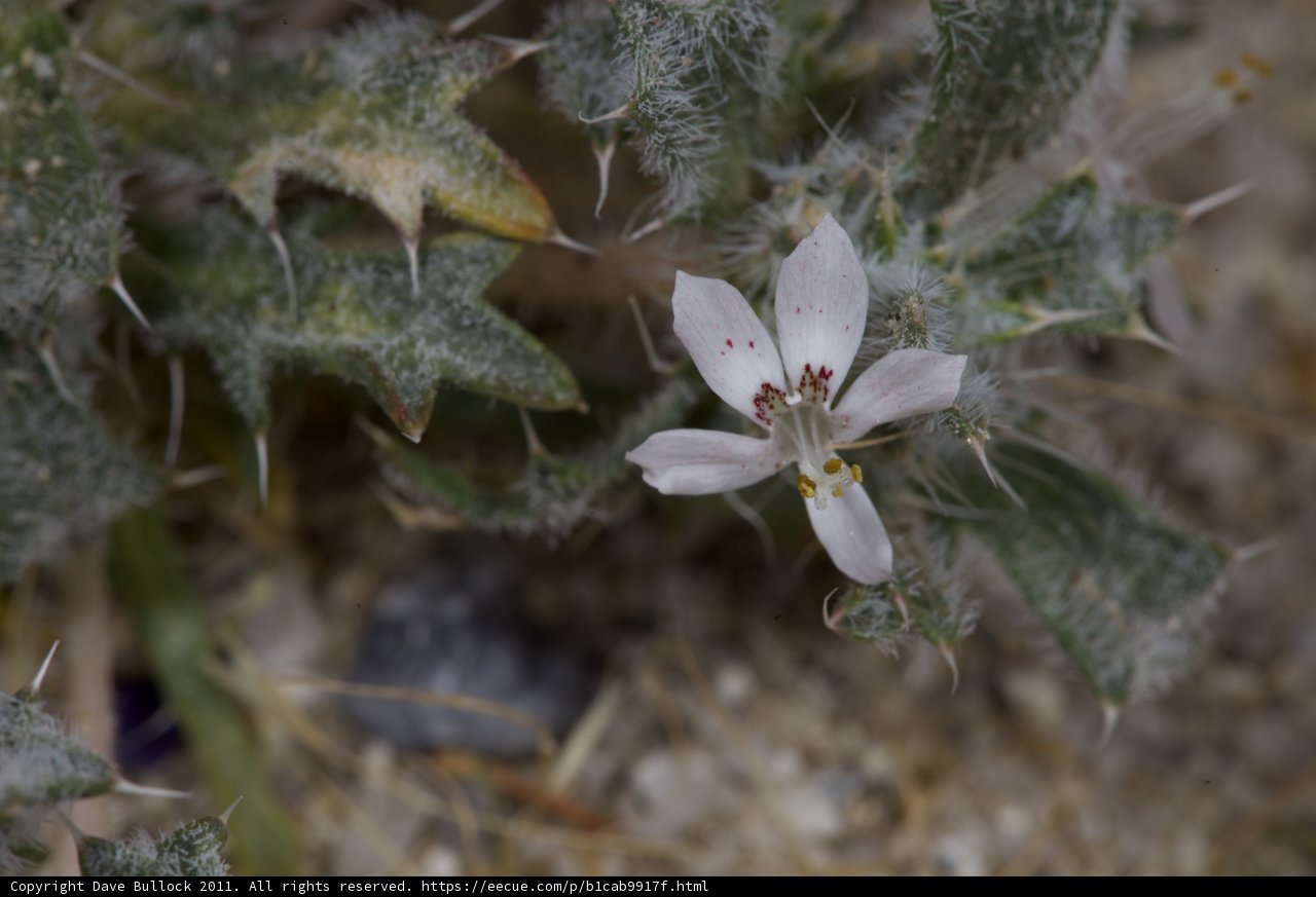Delicate Beauty