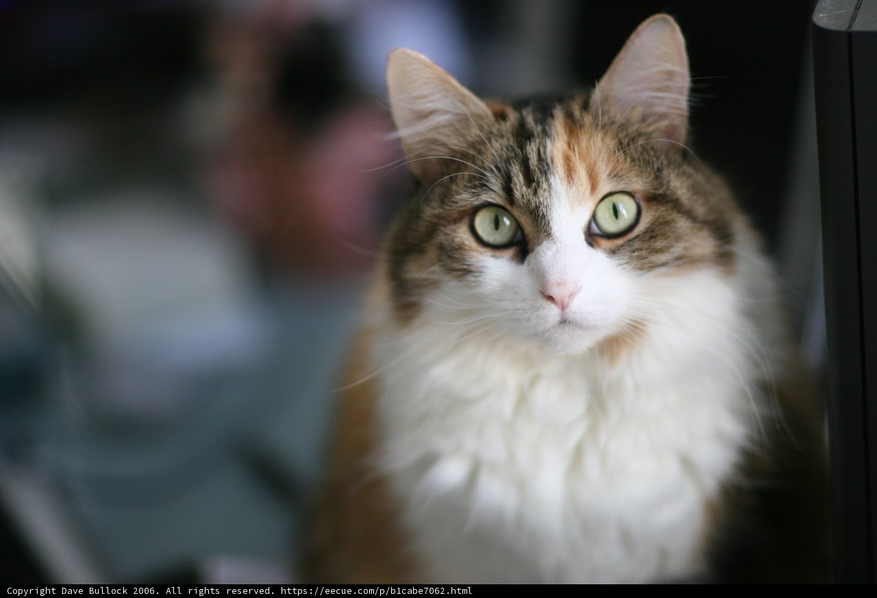 The Tech-Savvy Feline