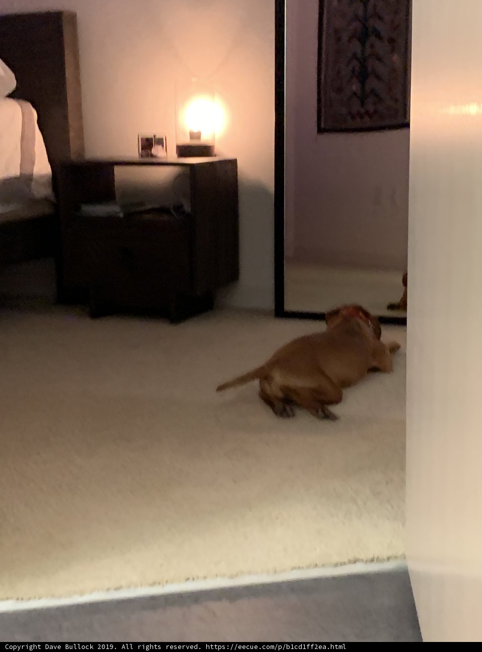 Furry Companion in the Bedroom