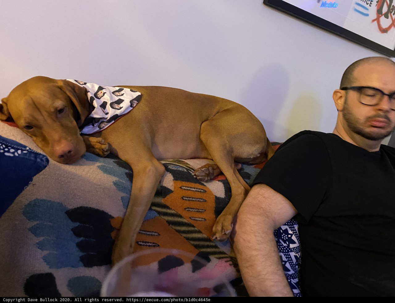 Man's Best Friend