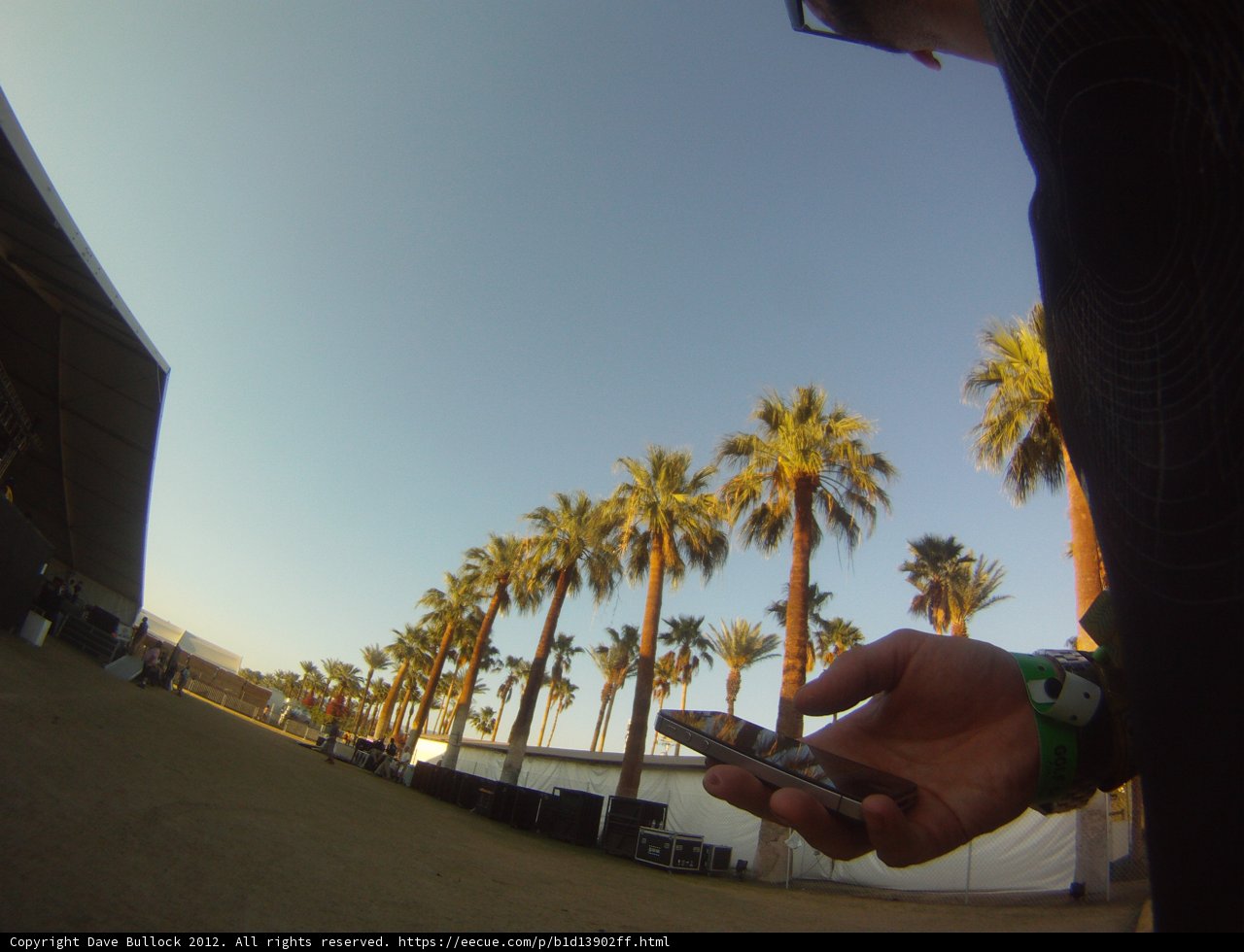 Palm Tree Selfie