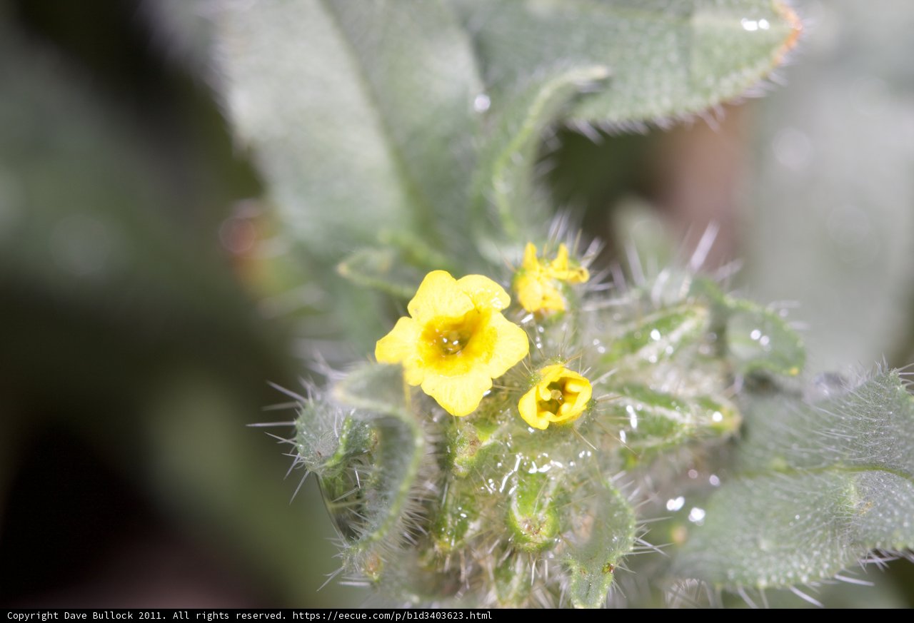 Tiny Yellow Flower
