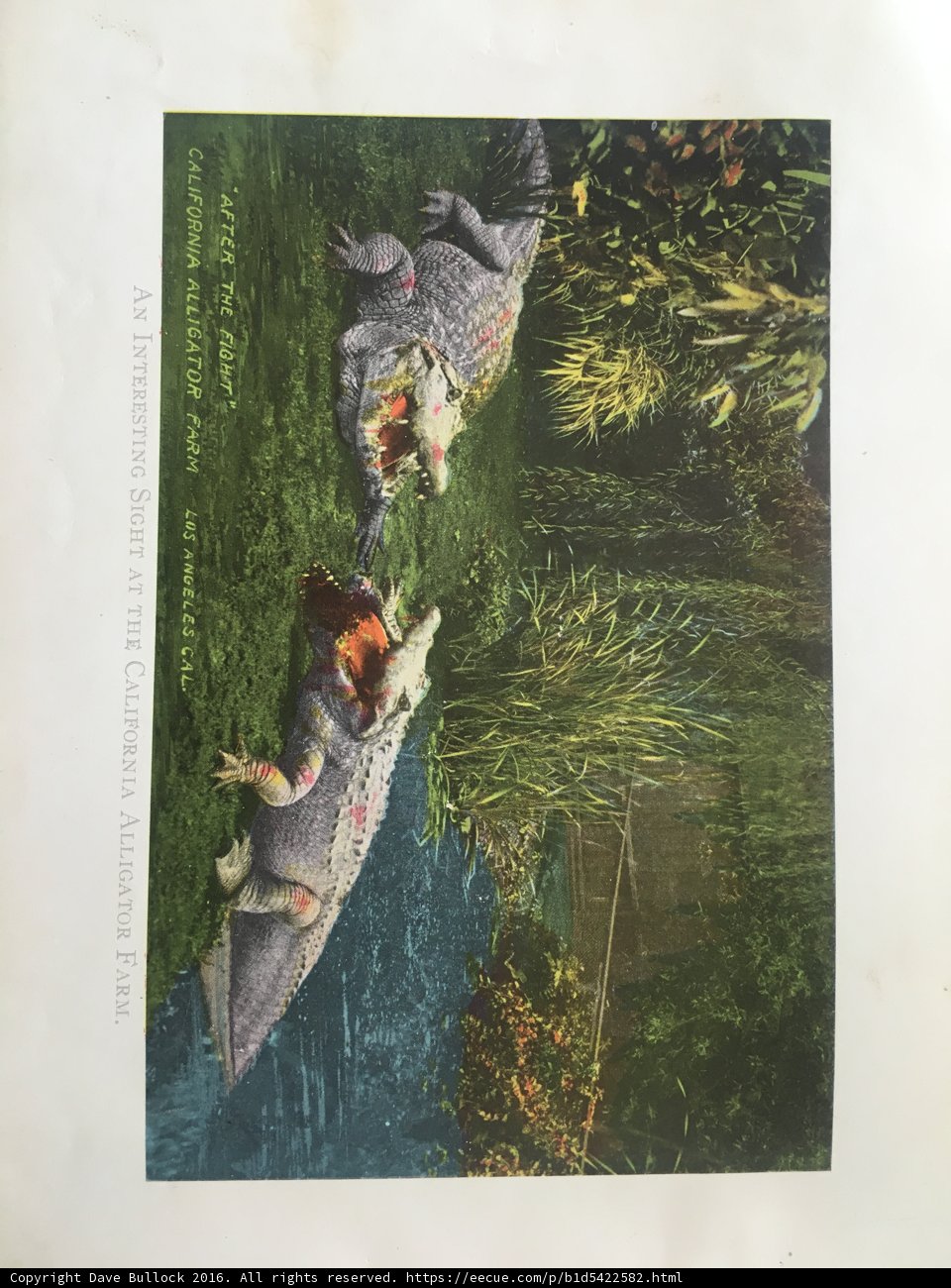 Ancient Book of Crocodiles and Alligators