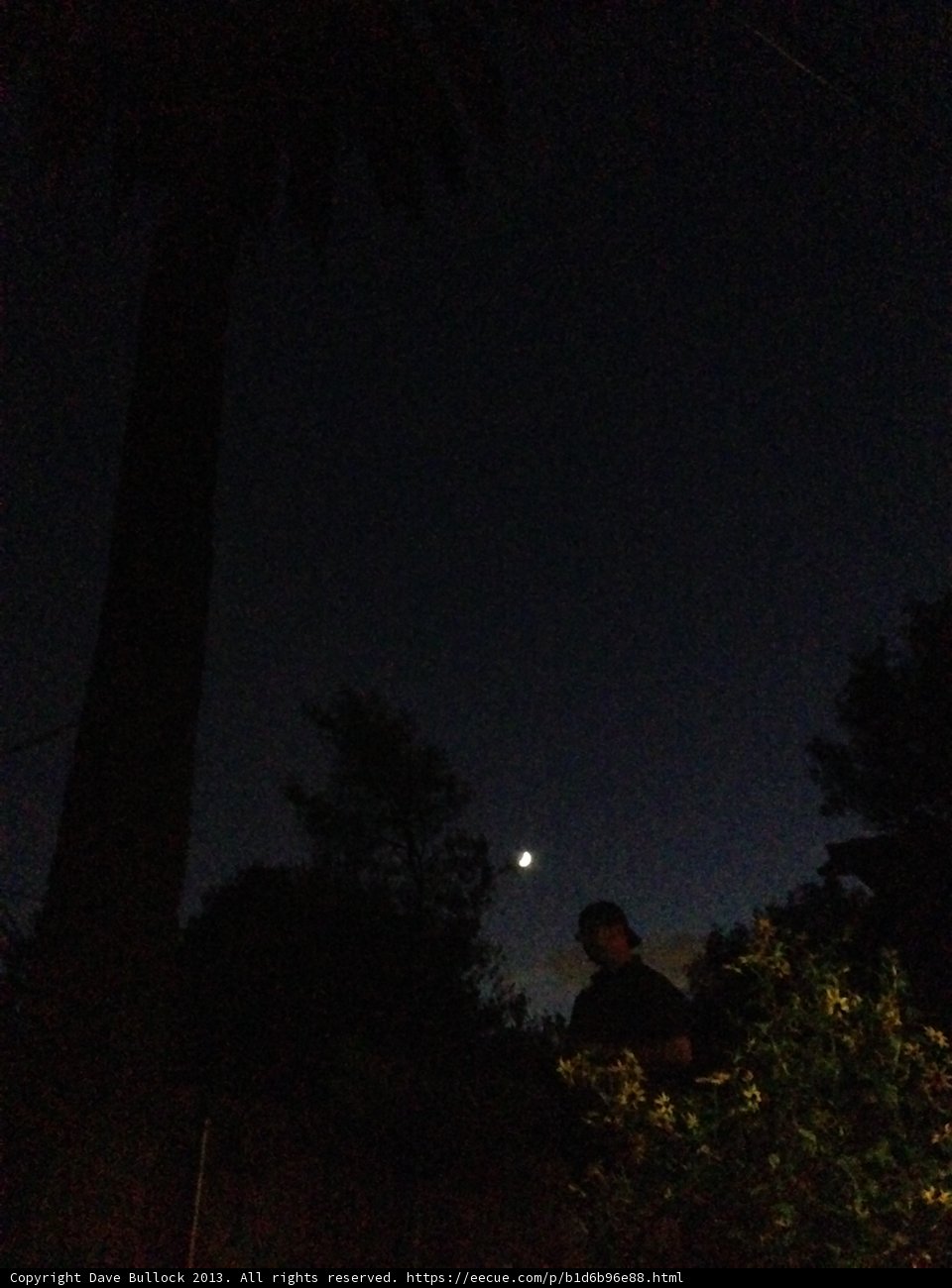 Nighttime Oasis