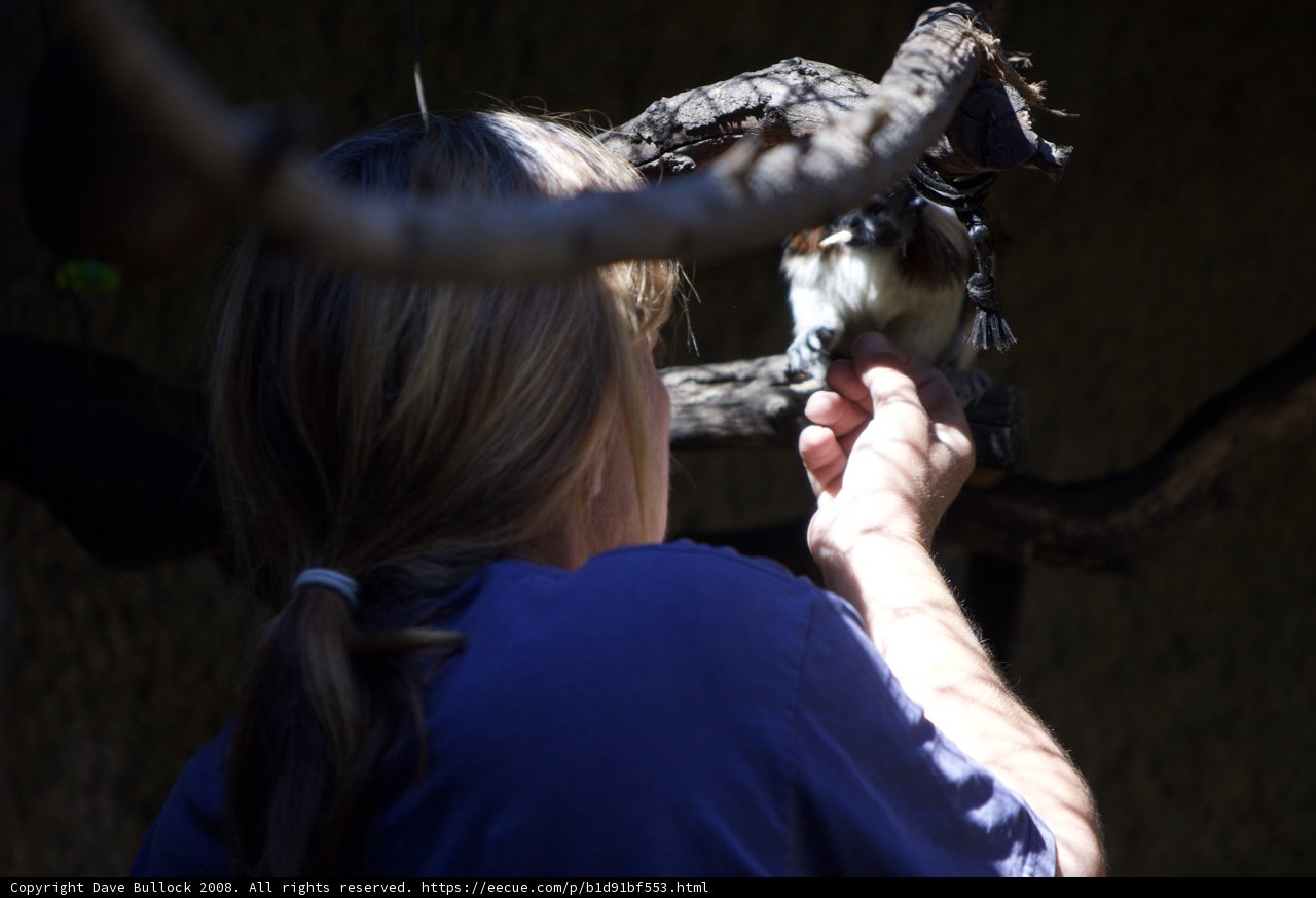 Woman Holding Small Bird on Branch