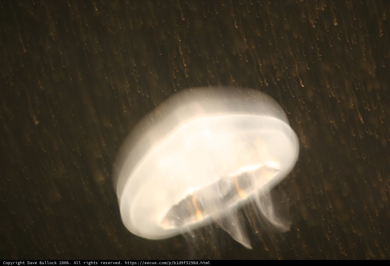 Serene Jellyfish in the Night Ocean