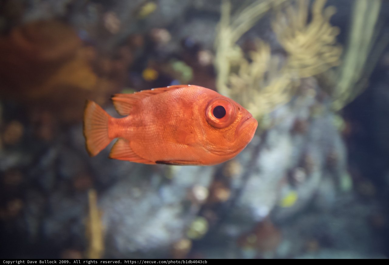 Fiery Sea Creature