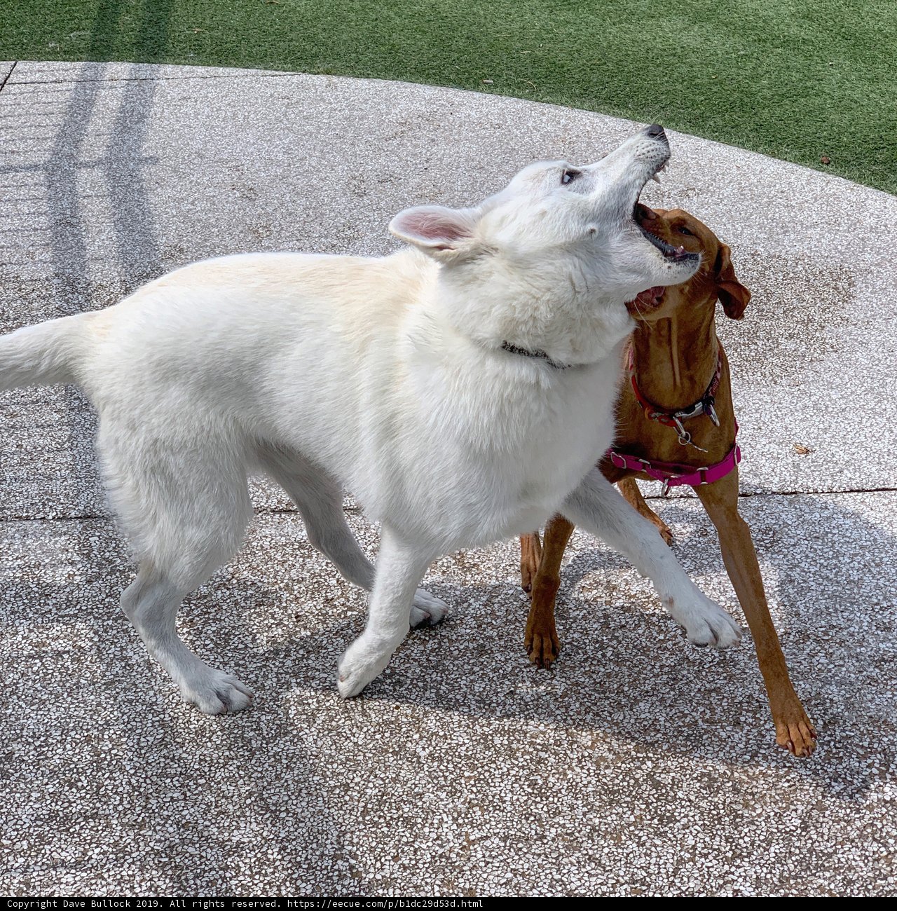 Dog fight on Los Angeles walkway