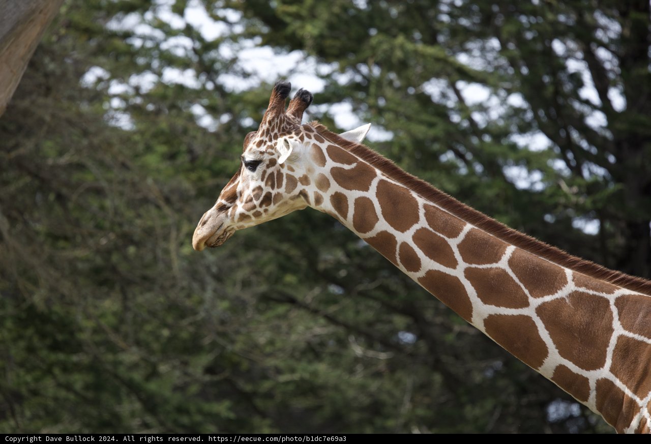 Serene Giant at SF Zoo