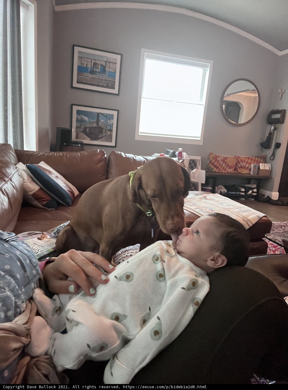 The Perfect Cuddle Companion