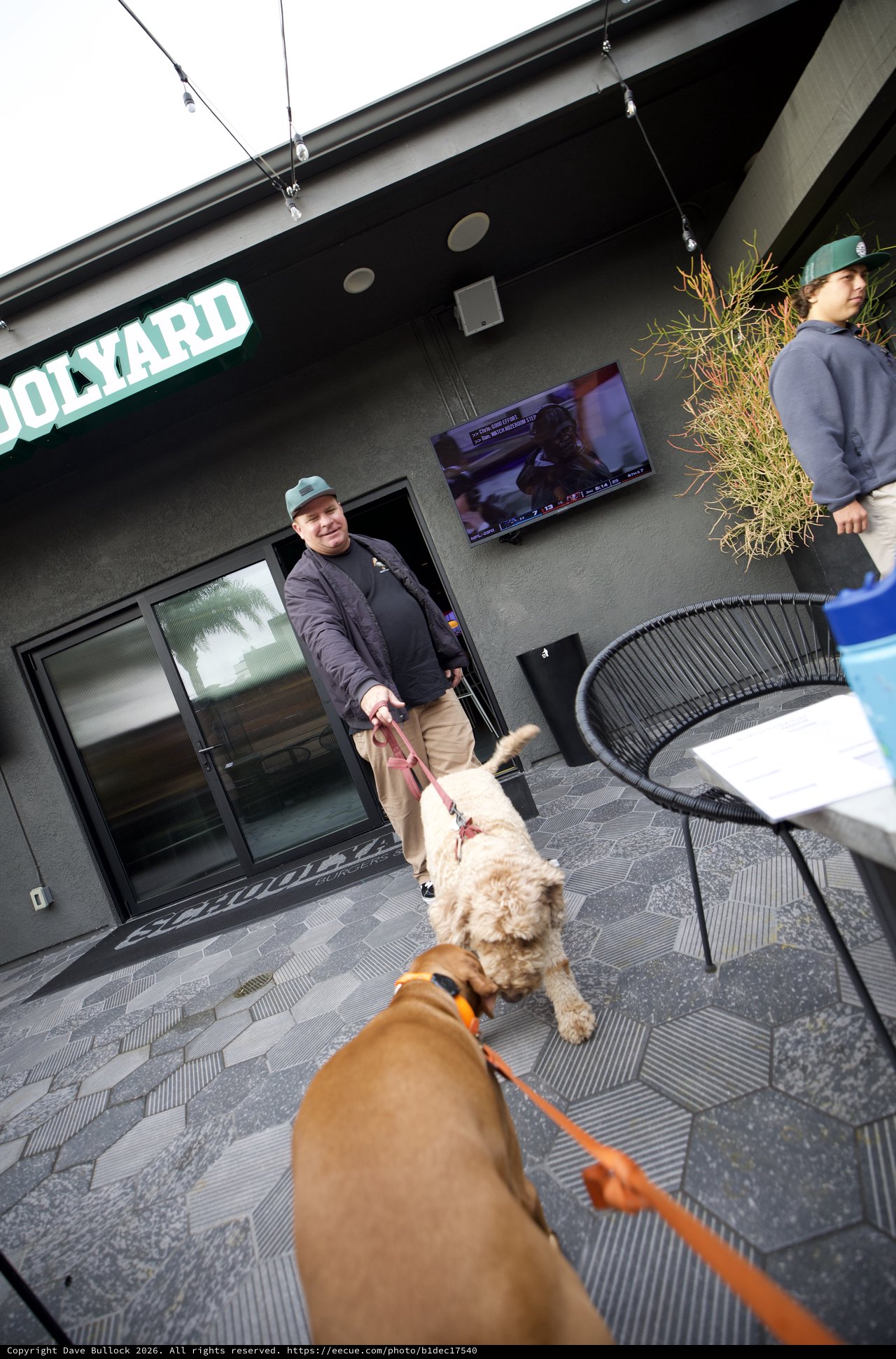 Dogs Meet Outside Modern Bar Patio
