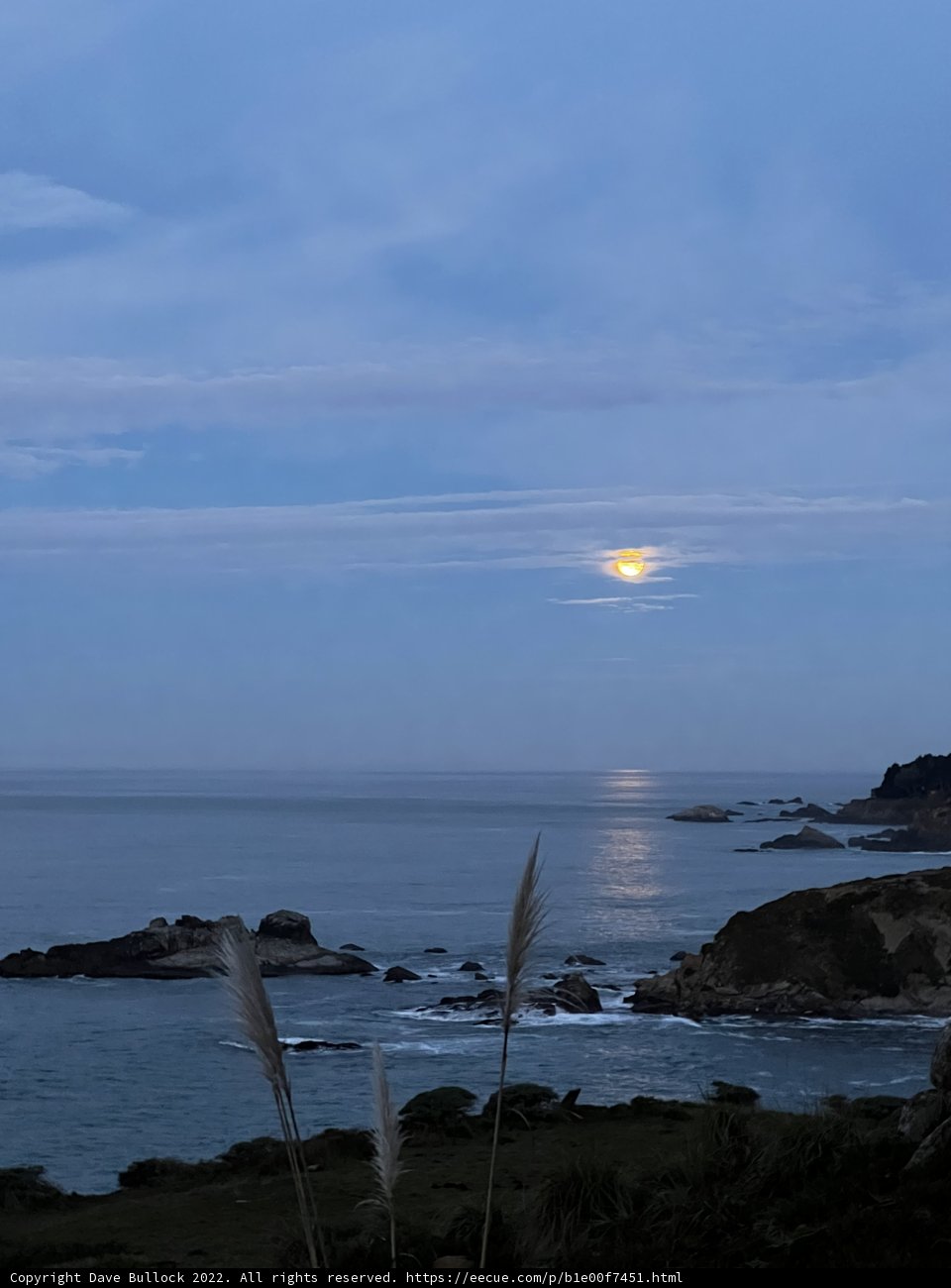 Moonlit Serenade