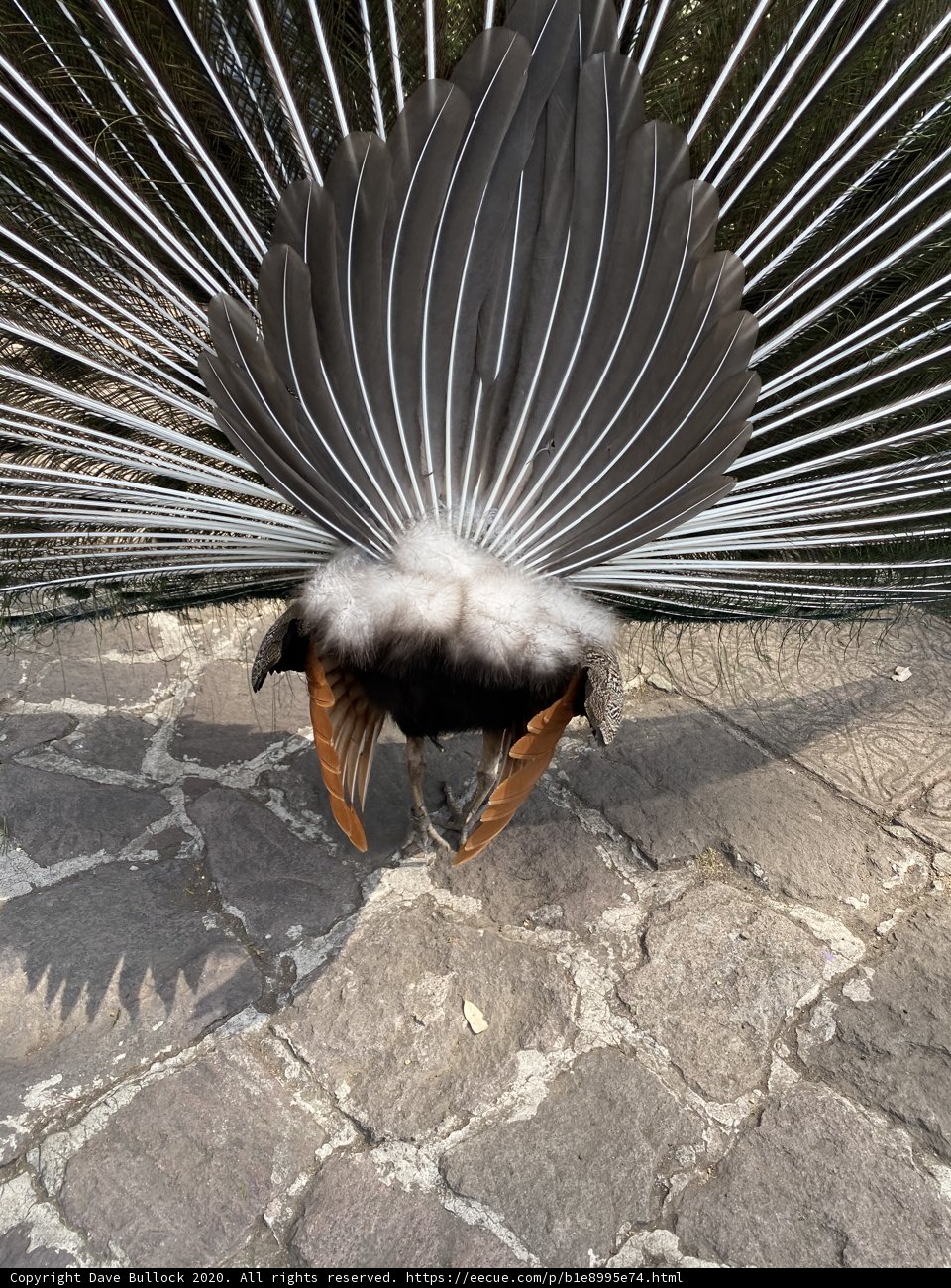Majestic Bird on a Flagstone Path