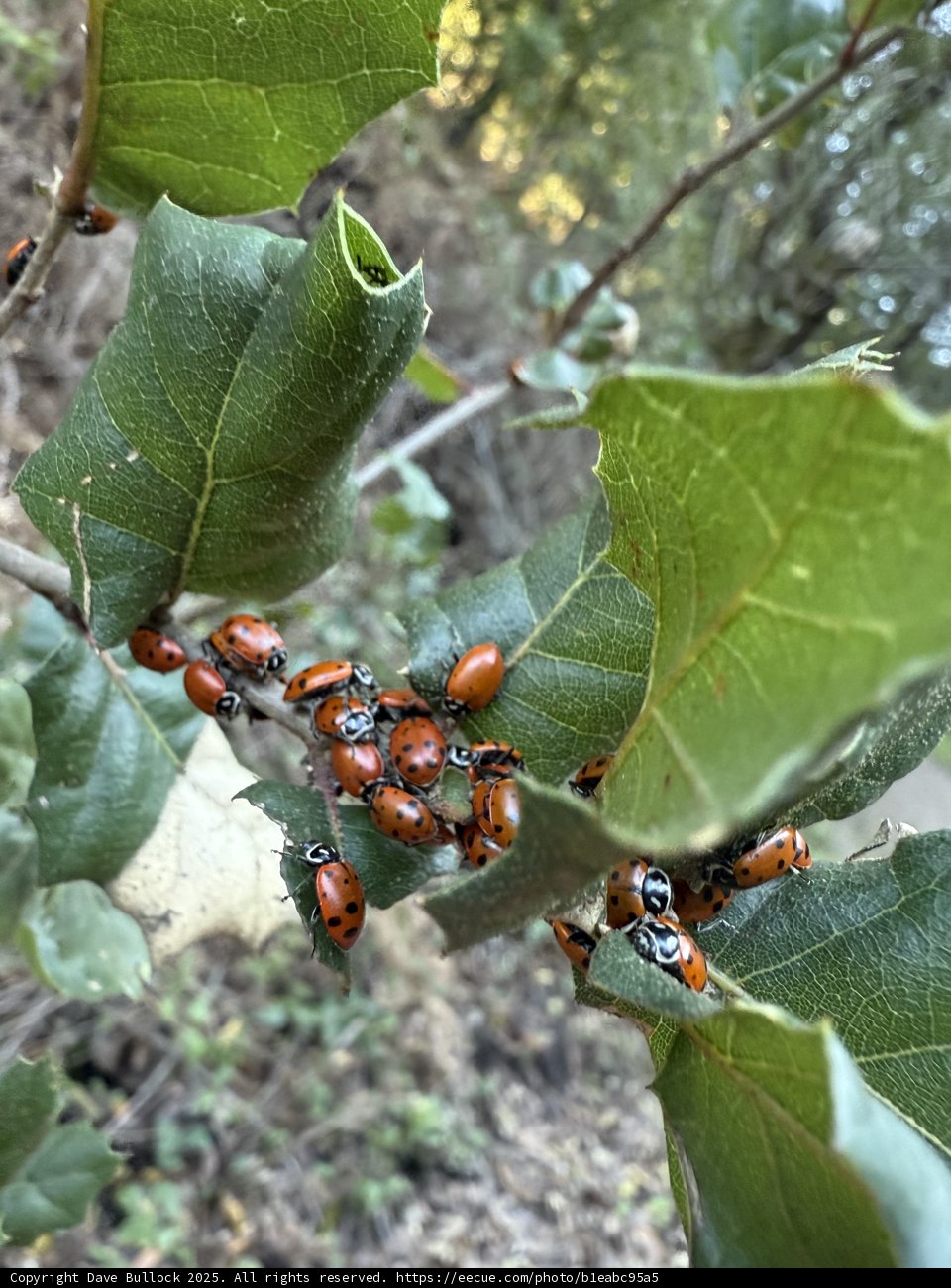 Ladybug Gathering in the Winter Sun