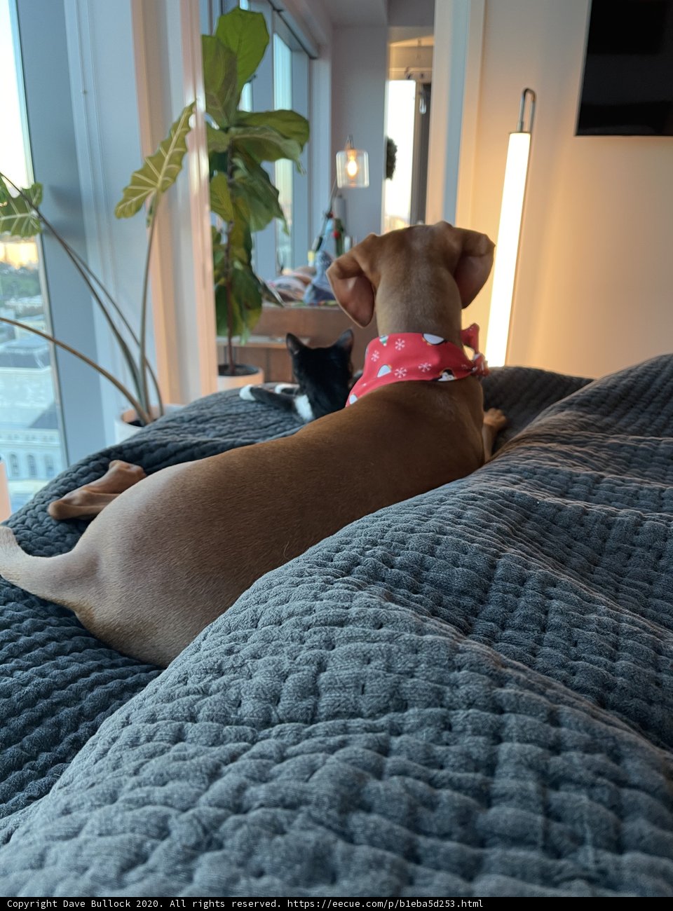 Cozy Companions