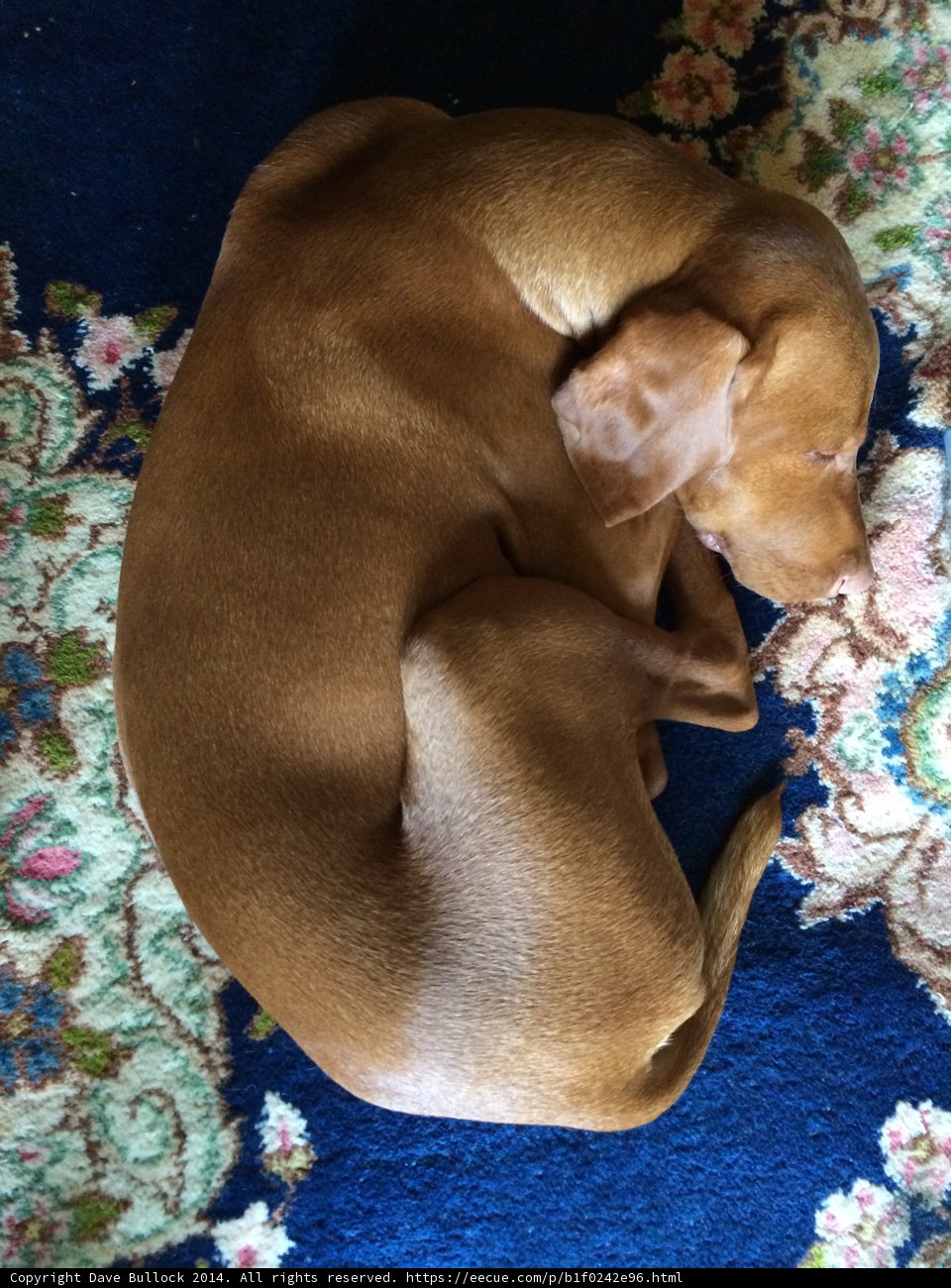 Cozy Companion