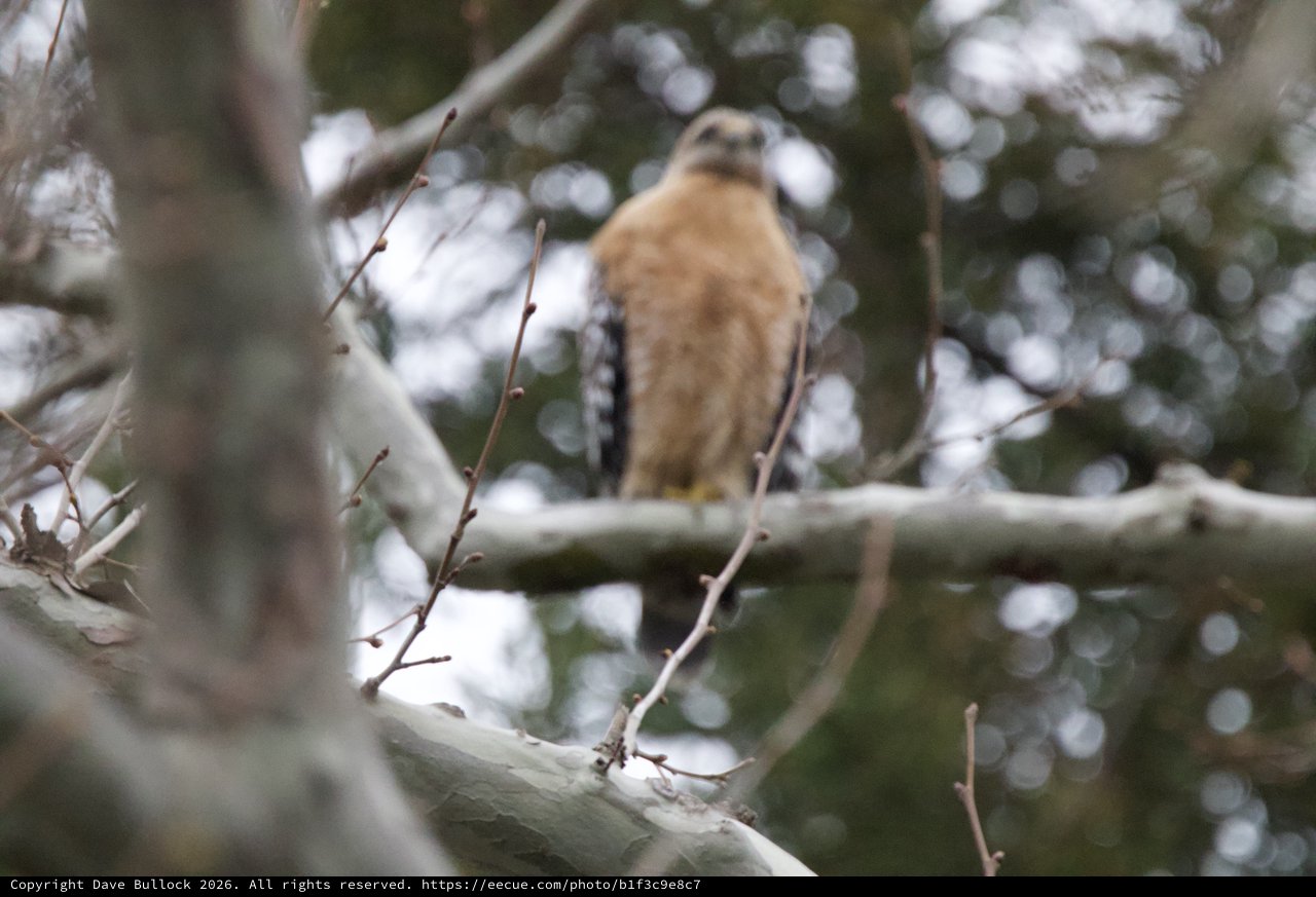 Cooper's Hawk Perched in Winter Forest