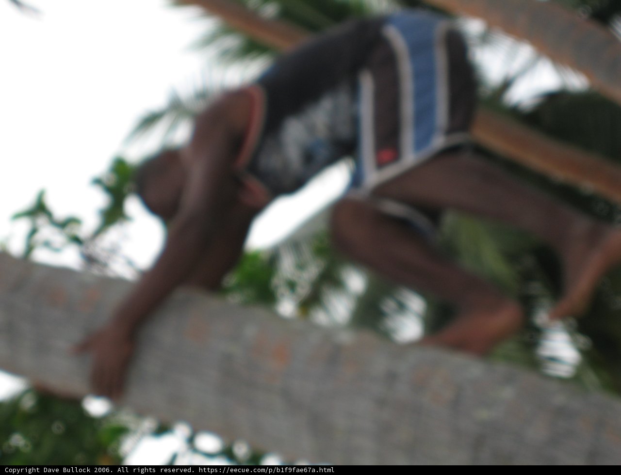 Tree Climbing Adventure