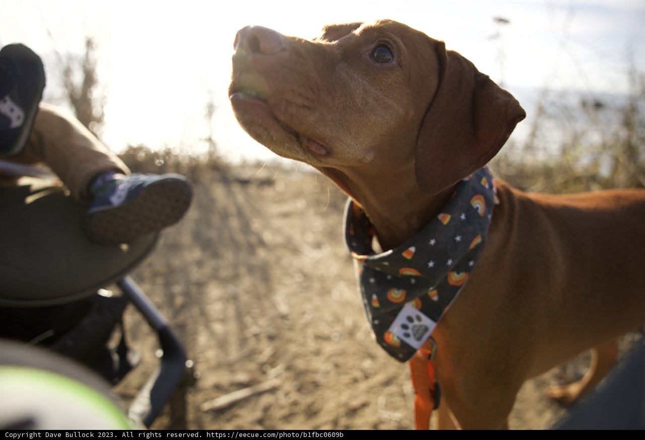 Pumpkin Patch Pooch