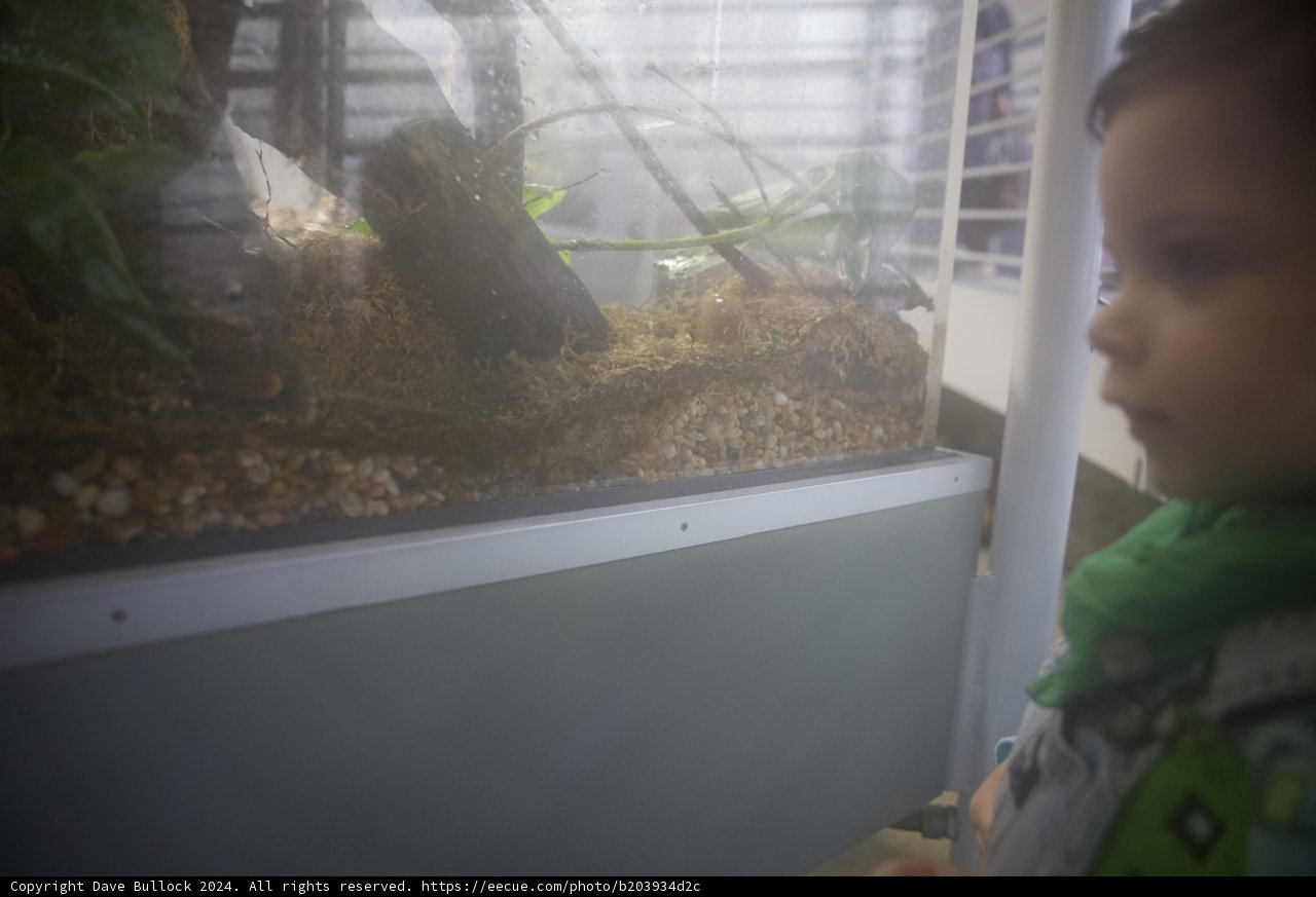 A Glimpse into the Reptile World