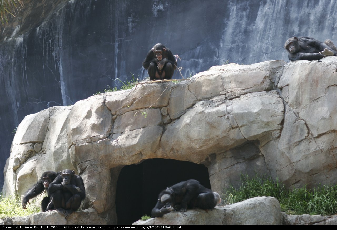 Chimpanzees Relaxing on a Rocky Outcrop