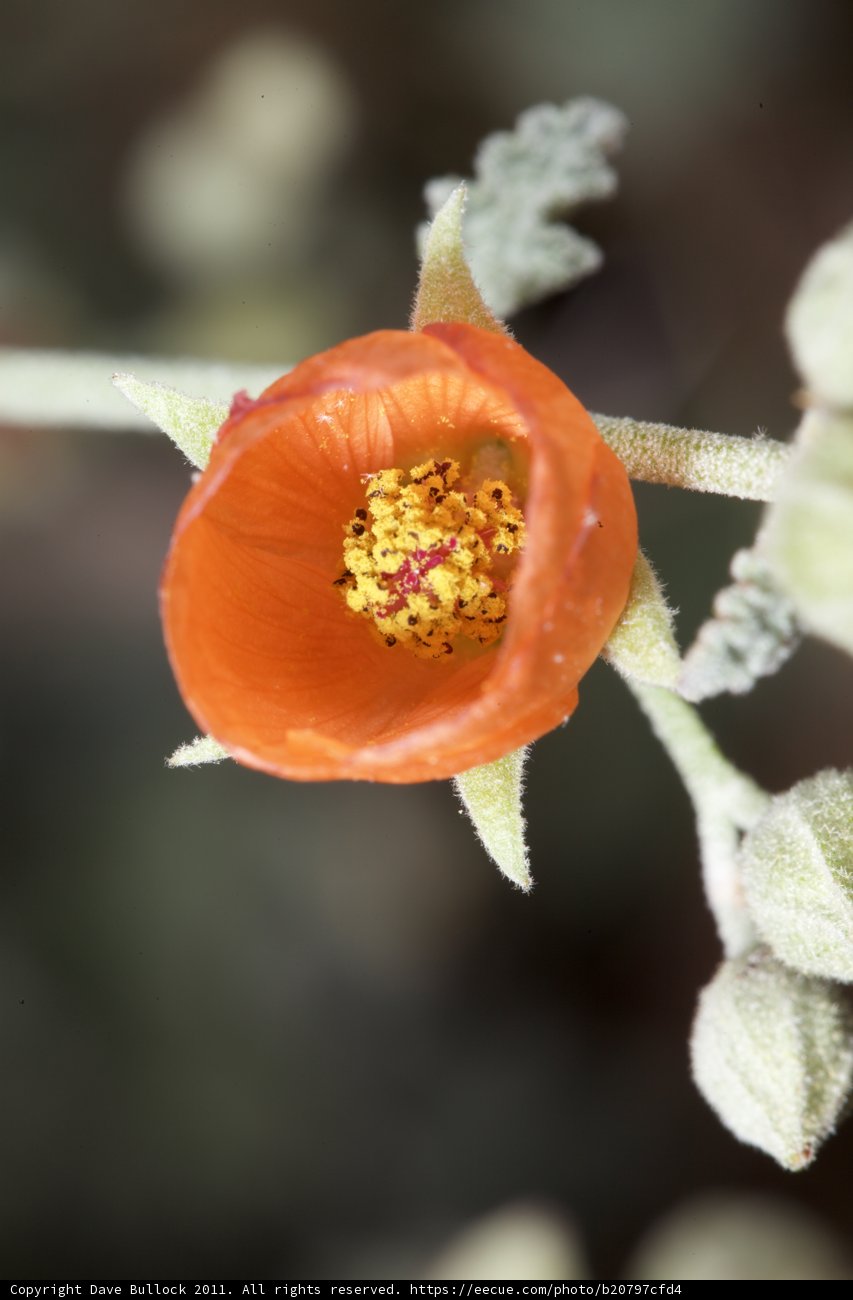 Orange Flower with a Sunshine Center