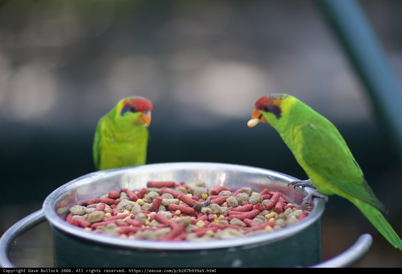 Feeding Time for Two Parakeets