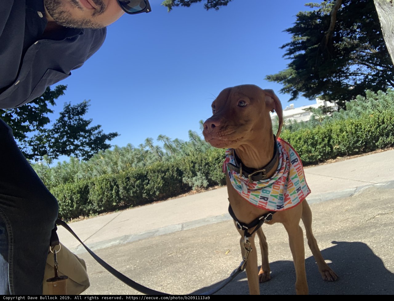 Picture Perfect Pooch