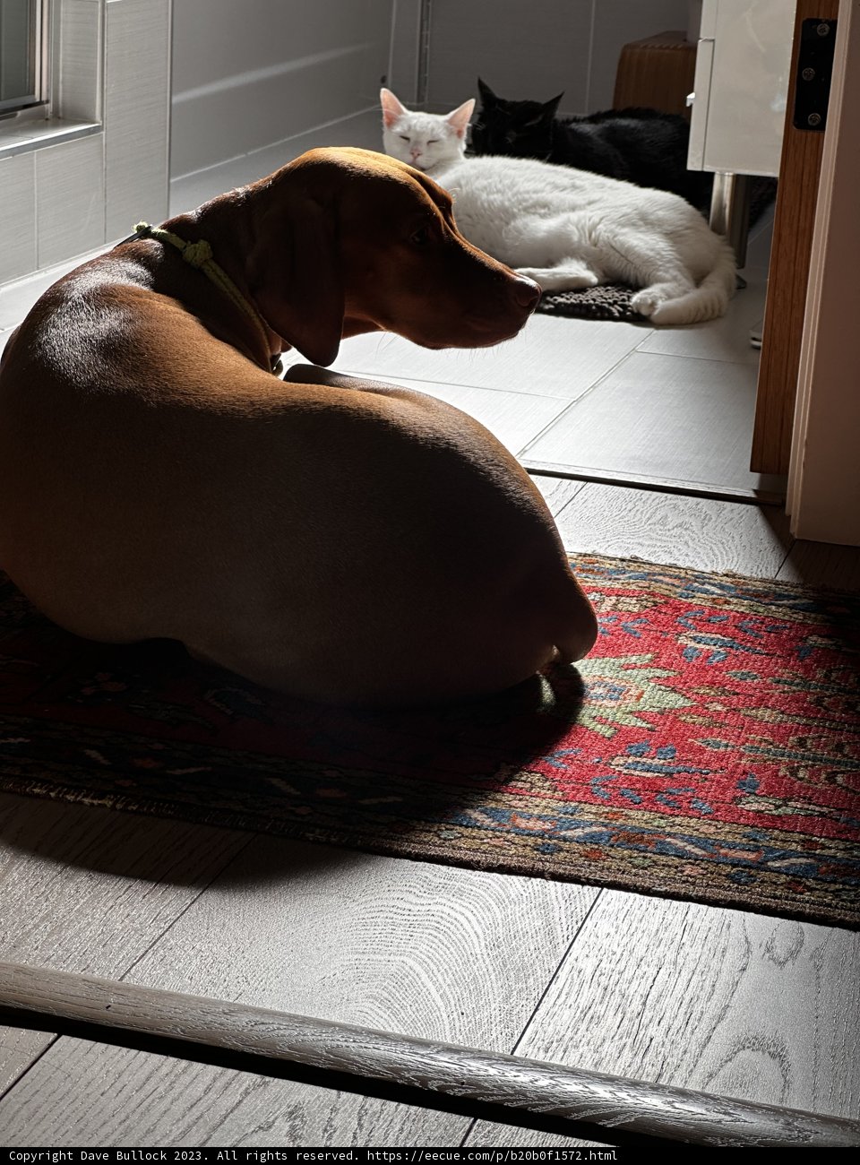 A Dog's Cozy Retreat