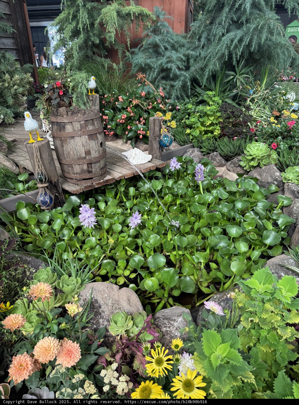Serenity in Santa Rosa