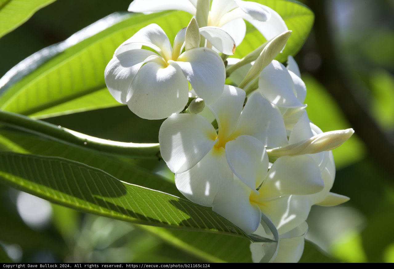 Serene White Blossoms Under Honolulu Skies