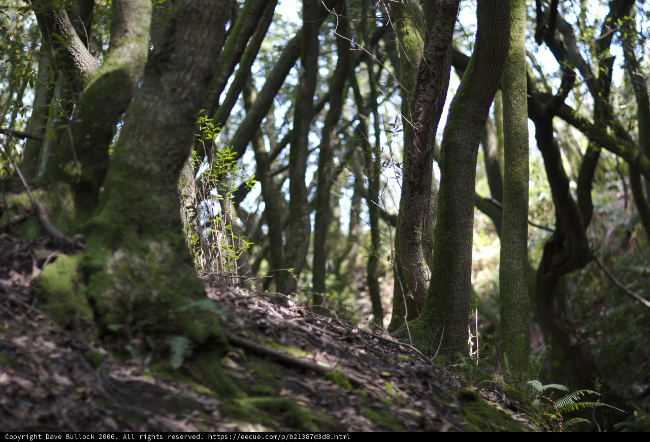 Cycling through the Woodlands