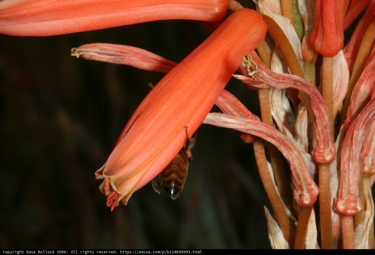 Sweet Nectar for Busy Bees