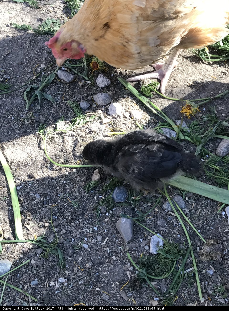 Mother and Child Reunion