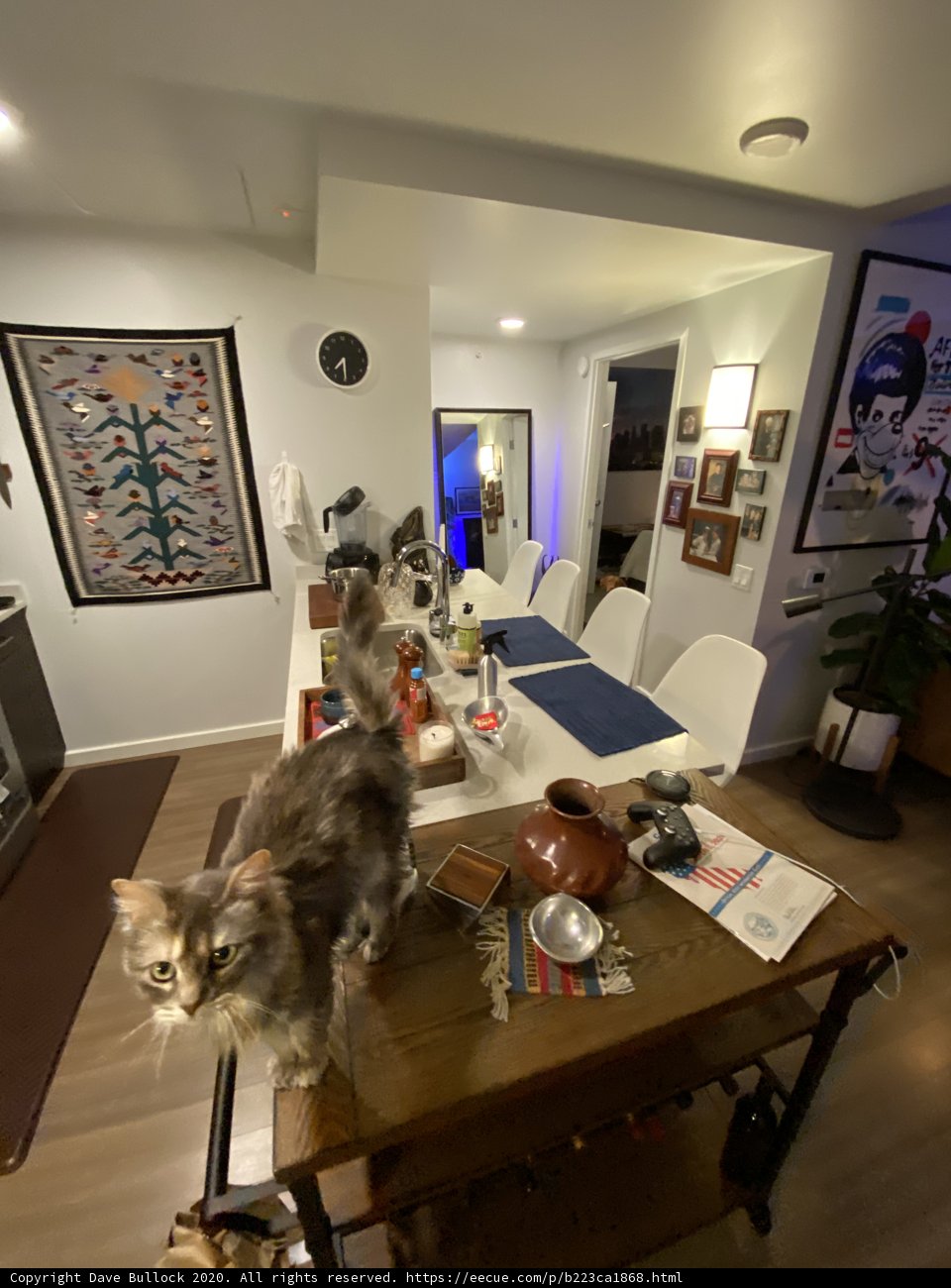 Feline Visitor in San Francisco Kitchen
